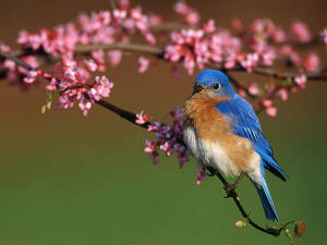 Forgetmenots/bbird.jpg