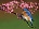 Attribution-Bluebird.jpg