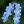 Attribution-Forgetmenot.jpg